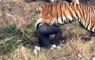 成都老虎爆料视频最新,揭秘背后惊人真相  第1张